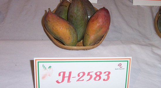 aam